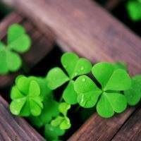 幸运草头像图片-2021幸运草幸运图片头像