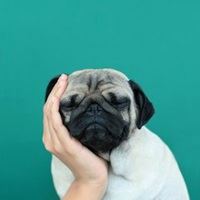 情侣头像狗-2021年情侣头像