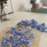 绣球花头像图片|绣球花高清图片背景