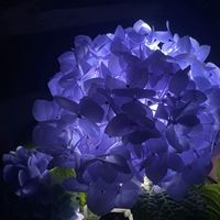 绣球花头像图片|绣球花高清图片背景