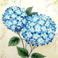 绣球花头像图片|绣球花高清图片背景