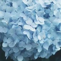 绣球花头像图片|绣球花高清图片背景