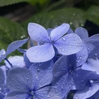 绣球花头像图片|绣球花高清图片背景
