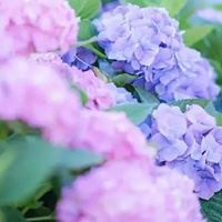 绣球花头像图片|绣球花高清图片背景