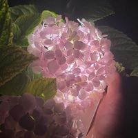 绣球花头像图片|绣球花高清图片背景