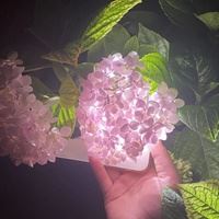 绣球花头像图片|绣球花高清图片背景