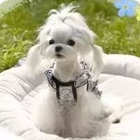 网红马尔济斯犬头像|马尔济斯图片