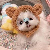 网红马尔济斯犬头像|马尔济斯图片