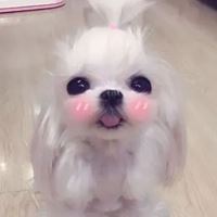 网红马尔济斯犬头像|马尔济斯图片