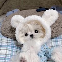 网红马尔济斯犬头像|马尔济斯图片