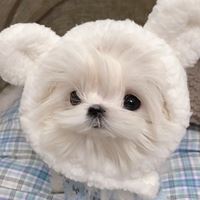 网红马尔济斯犬头像|马尔济斯图片
