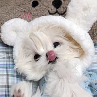 网红马尔济斯犬头像|马尔济斯图片