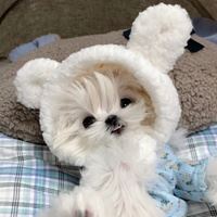 网红马尔济斯犬头像|马尔济斯图片