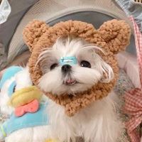 网红马尔济斯犬头像|马尔济斯图片