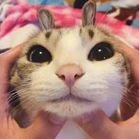 猫咪捏脸头像|猫侧脸头像