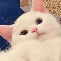 小动物简笔画_小动物图片大全