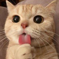 软萌猫咪头像_软绵绵的头像