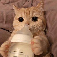 软萌猫咪头像_软绵绵的头像