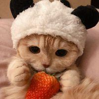 软萌猫咪头像_软绵绵的头像
