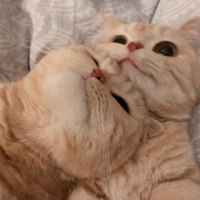 软萌猫咪头像_软绵绵的头像