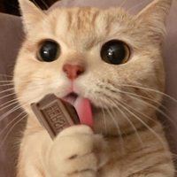 软萌猫咪头像_软绵绵的头像