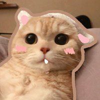 软萌猫咪头像_软绵绵的头像
