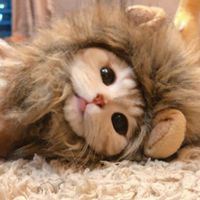 软萌猫咪头像_软绵绵的头像