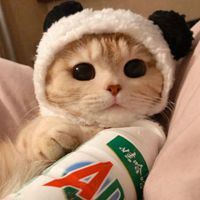 软萌猫咪头像_软绵绵的头像