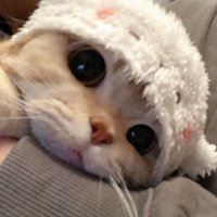 软萌猫咪头像_软绵绵的头像