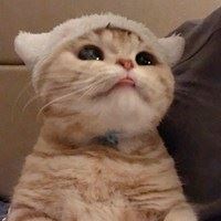 软萌猫咪头像_软绵绵的头像