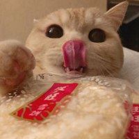 软萌猫咪头像_软绵绵的头像
