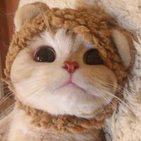 软萌猫咪头像_软绵绵的头像