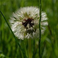 蒲公英微信头像图片唯美 蒲公英头像图片大全