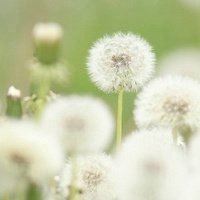 蒲公英微信头像图片唯美 蒲公英头像图片大全