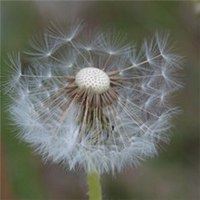 蒲公英微信头像图片唯美 蒲公英头像图片大全