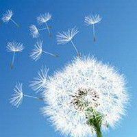 蒲公英微信头像图片唯美 蒲公英头像图片大全