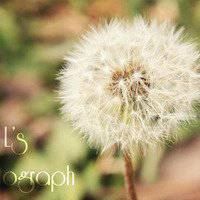 蒲公英微信头像图片唯美 蒲公英头像图片大全