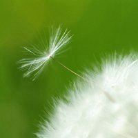 蒲公英微信头像图片唯美 蒲公英头像图片大全