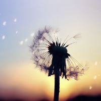 蒲公英微信头像图片唯美 蒲公英头像图片大全