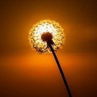 蒲公英微信头像图片唯美 蒲公英头像图片大全