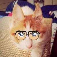 戴眼镜的猫头像-戴墨镜的猫头像
