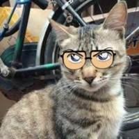 戴眼镜的猫头像-戴墨镜的猫头像