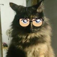 戴眼镜的猫头像-戴墨镜的猫头像