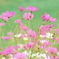 微信头像花草 风景（微信头像花花草草风景的）