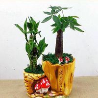 风水上最好的微信头像 招财_什么样的微信头像招财