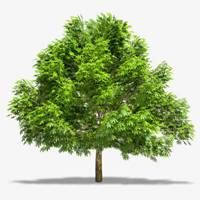 绿色植物树木森林的微信头像_绿色树木微信头像图片