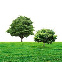 绿色植物树木森林的微信头像_绿色树木微信头像图片