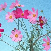 转运的图片 头像 可以转运的微信头像图片 风景