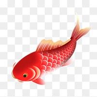 锦鲤图片微信头像 锦鲤 头像