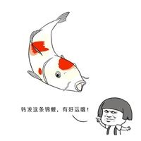 可爱锦鲤头像图片（锦鲤图片动漫唯美高清）